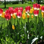 1278264_tulips